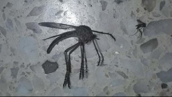 I just spotted a quite enourmous mosquito did you deal with this too?