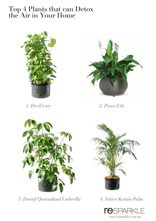 What are the best bedroom plants that purify the air?
