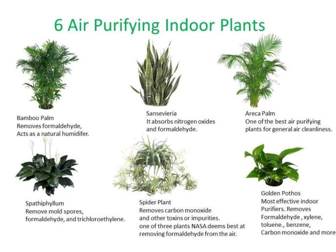 What are the best bedroom plants that purify the air?