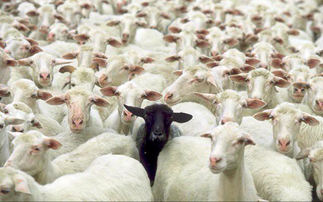 Are you the one black sheep in an endless flock of white sheep?