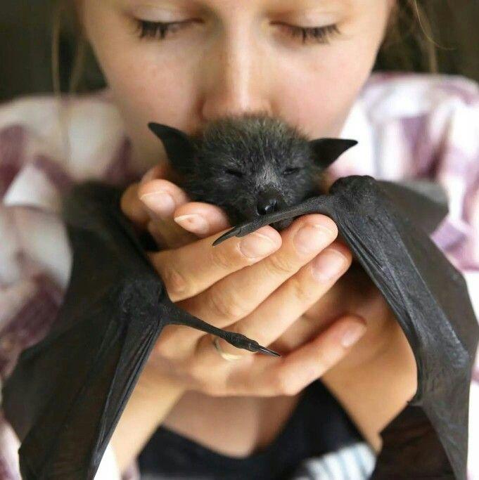 Would you kiss a bat?