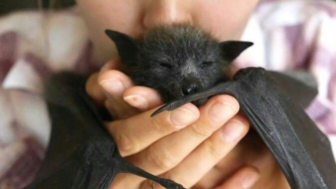 Would you kiss a bat?