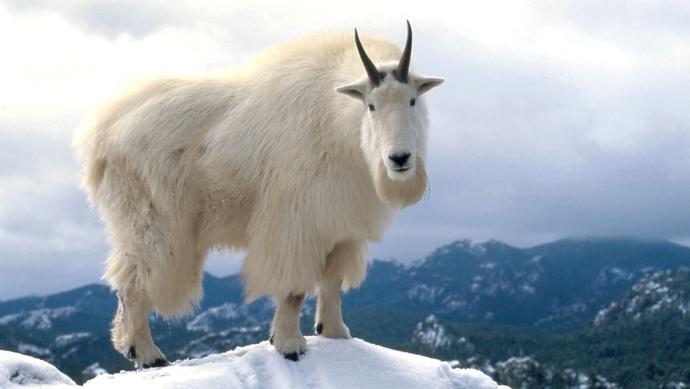 How come you dont have a goat as a pet?