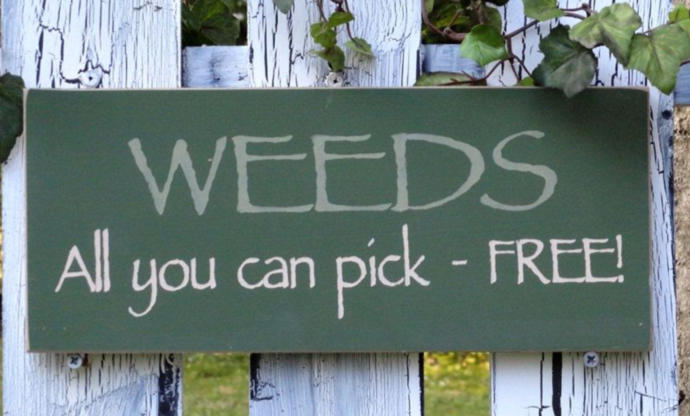 Would You Rather Pull Weeds, Rake Leaves, Shovel Snow Or Pick Your Nose & Eat It?