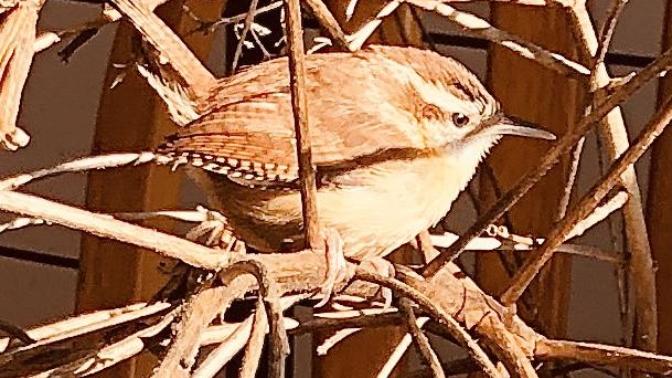 What happened to Ali 🙈🙊🙈🙉🙉🙉🦉🦅🐦 ?