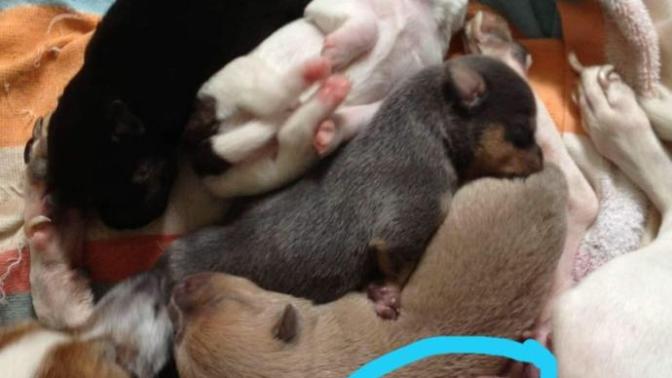How do dog mothers develop their nipples (example in photo)?