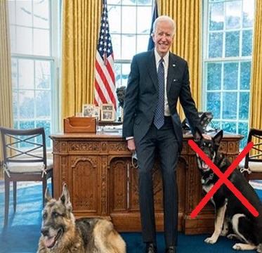 Is it Fair that Joe Bidens Dogs Have to Leave the White House After One of Them Bit a Person?