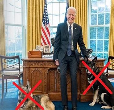 Is it Fair that Joe Bidens Dogs Have to Leave the White House After One of Them Bit a Person?