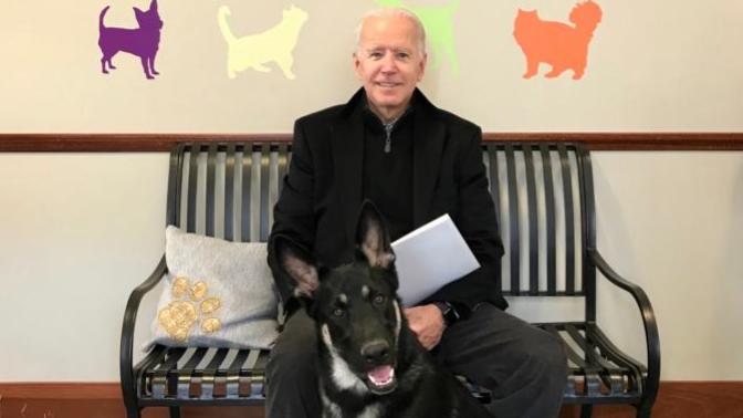 Is it Fair that Joe Biden's Dogs Have to Leave the White House After One of Them Bit a Person?