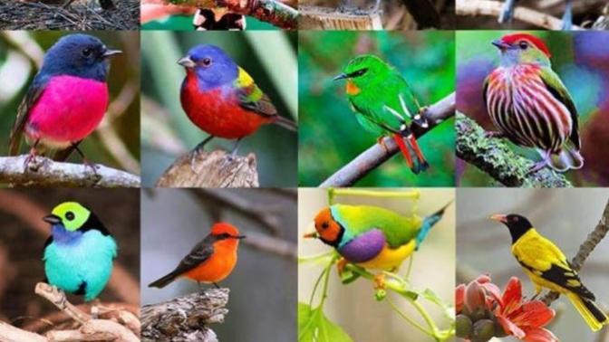 Does anyone know why male birds are so colourful to attract females, but it's not always this way in the animal kingdom?