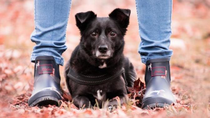 Girls, is it a deal breaker if a guy doesn't have the desire to own any pets?