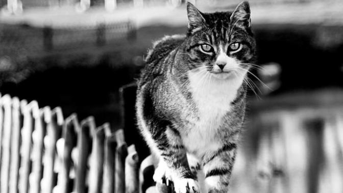 What are your favourite pet name?