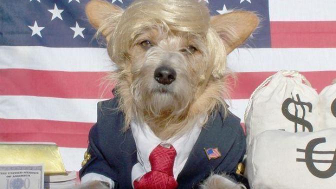 Is this how you Make America RUFF Again, taking money from a dog, would you be howling mad at this, and what would next be, taking money from a baby?