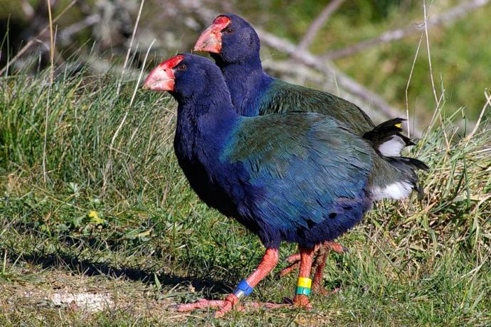Are The Takahe Such Beautiful Birds That Look Like They Belong In The Dinosaur Age?