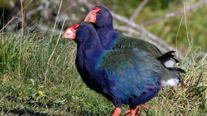 Are The Takahe Such Beautiful Birds That Look Like They Belong In The Dinosaur Age?