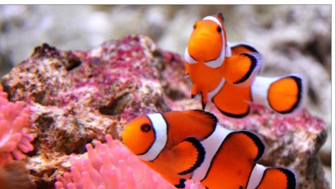 Do You Think Both The Muslims And The Evangelical Christians Want To Ban The Clownfish Because They Can Change Their Gender?