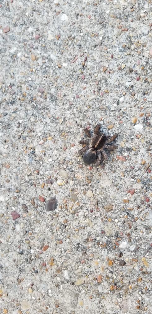 What type of spider is this?