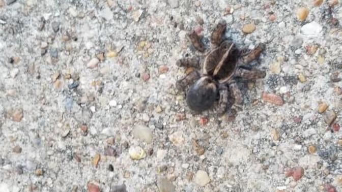 What type of spider is this?