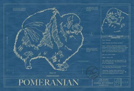 Which Dog Breed Is Mostly Liked Among Pomeranian And Yorkshire Terrier?