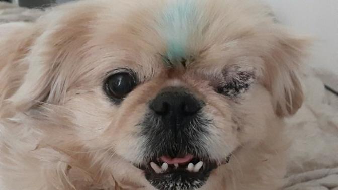 PIRATE PUPPY! I can either be excited or be really pissed off, what would you do?