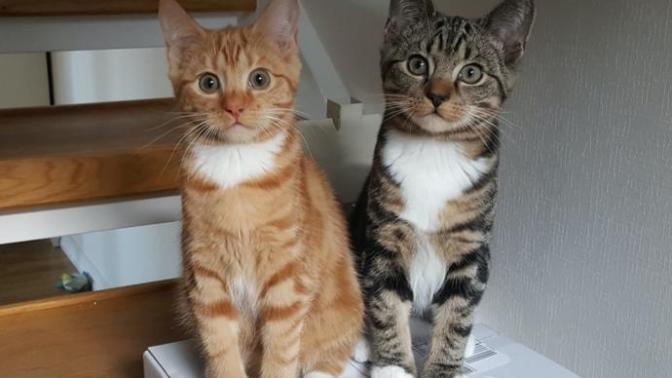 Do you like tabby cats?