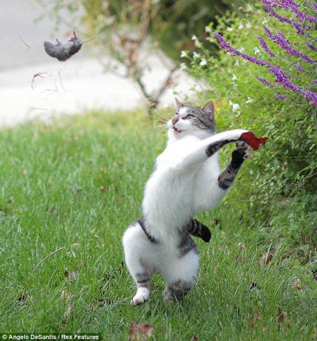 In a game of cat and mouse, are you the cat, or the mouse?