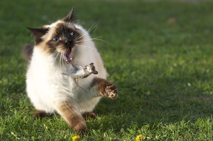 In a game of cat and mouse, are you the cat, or the mouse?