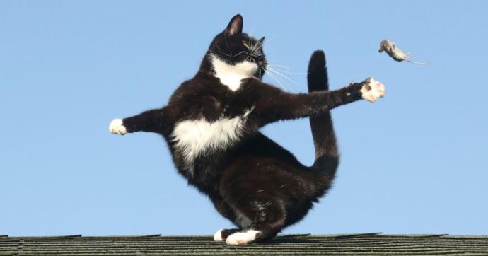 In a game of cat and mouse, are you the cat, or the mouse?