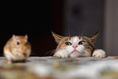 In a game of cat and mouse, are you the cat, or the mouse?