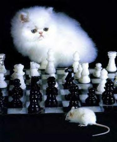 In a game of cat and mouse, are you the cat, or the mouse?