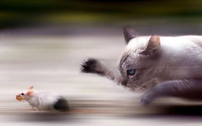 In a game of cat and mouse, are you the cat, or the mouse?
