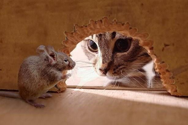 In a game of cat and mouse, are you the cat, or the mouse?