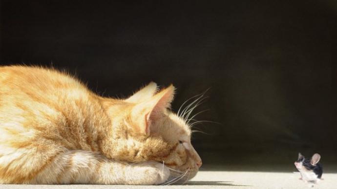 In a game of cat and mouse, are you the cat, or the mouse?