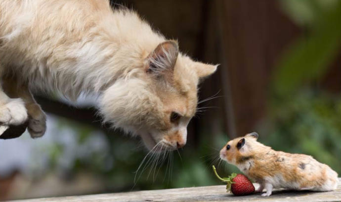 In a game of cat and mouse, are you the cat, or the mouse?