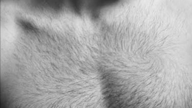 Girls, Stubbly torso of a man after shaving or closely trimming?