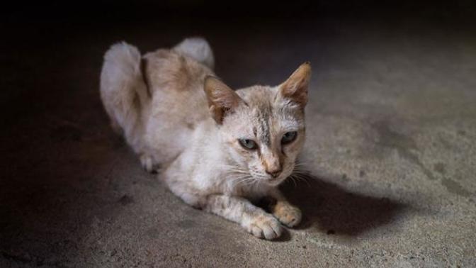 Is it wrong to ask my fiancé to get rid of his gross cat since we have a baby on the way?