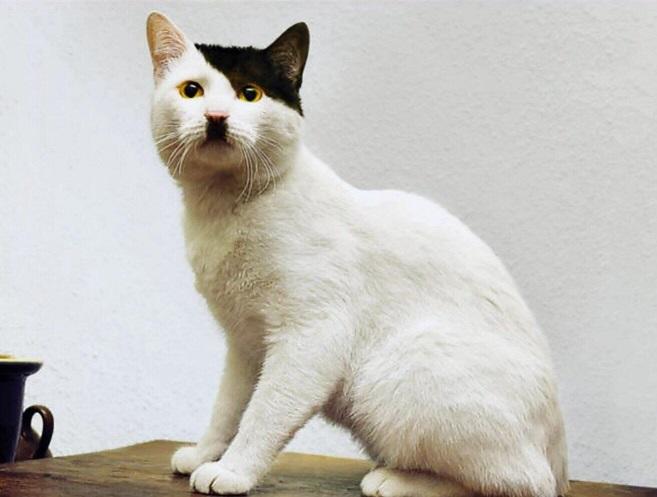 Kitler
