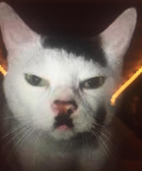 Is There Anything Amusing About a Hitleresque Cat?