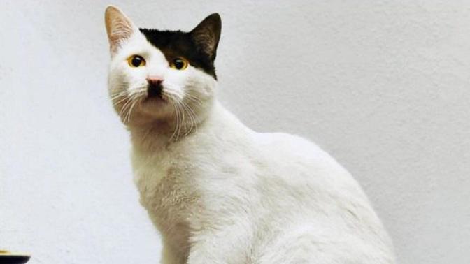 Is There Anything Amusing About a Hitleresque Cat?