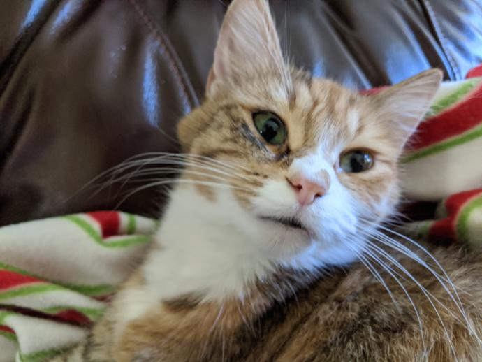 My oldest cat and. . .