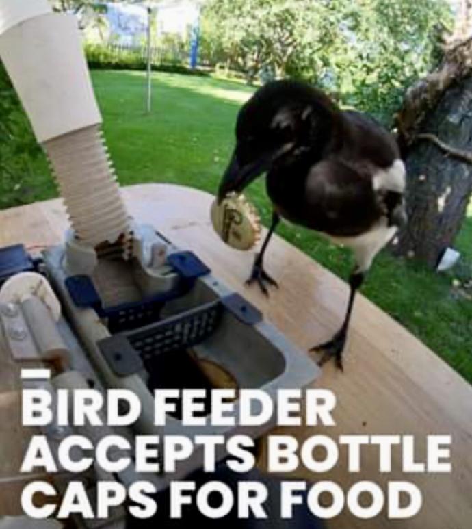 If Our Flying Feathered Friends Could Be Trained To Find Something For Food Rewards What Would You Train Them To Find?