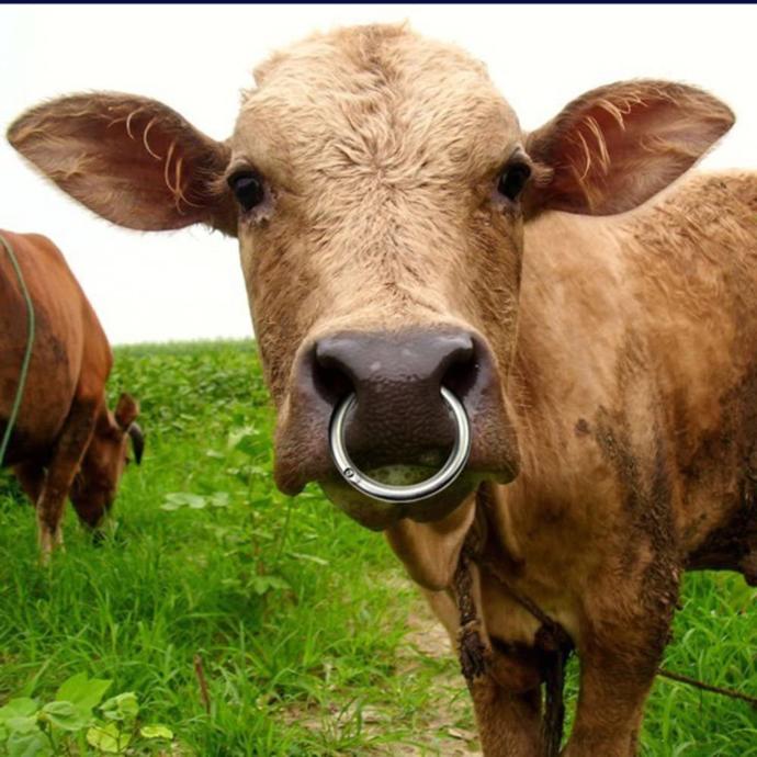Do septum piercings look stupid?