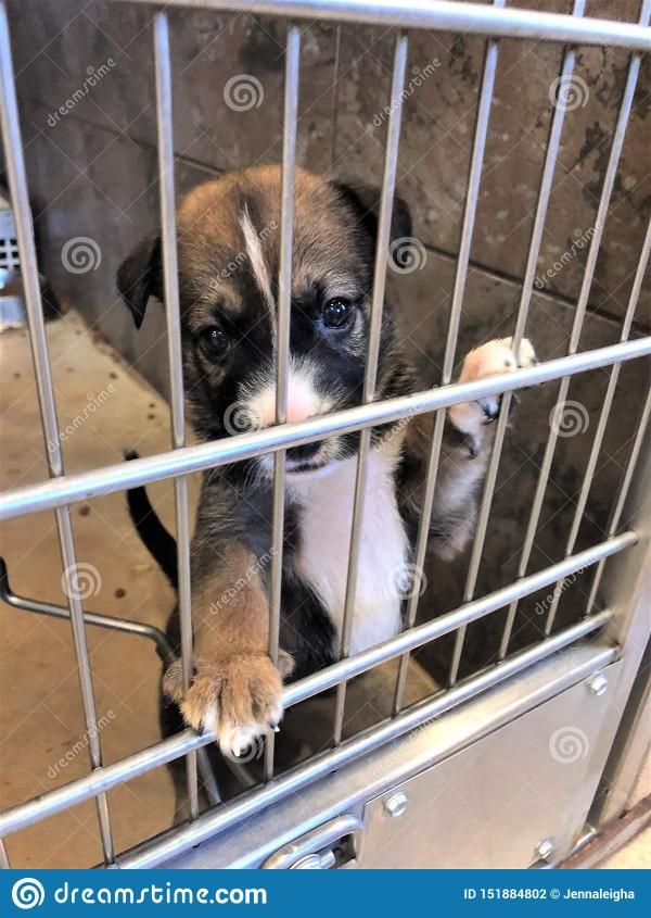 What should you look for in a kennel or doggy day care before deciding on one?