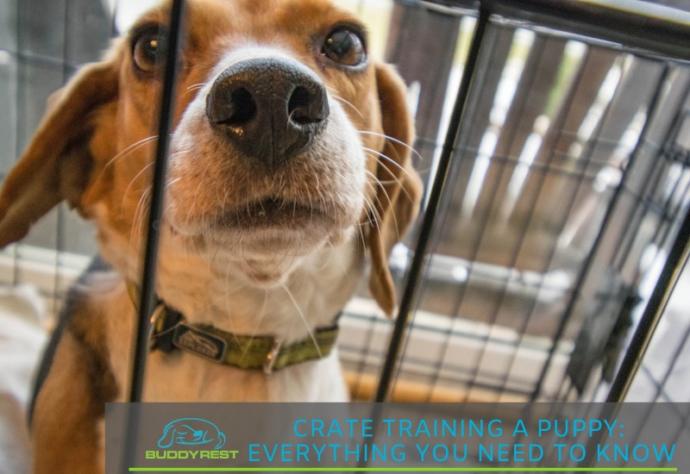 What should you look for in a kennel or doggy day care before deciding on one?