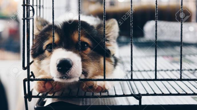What should you look for in a kennel or doggy day care before deciding on one?