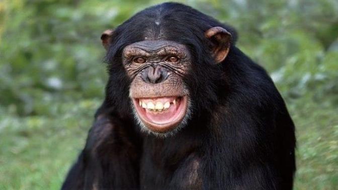 Do you think chimpanzees deserve their own horror movie?