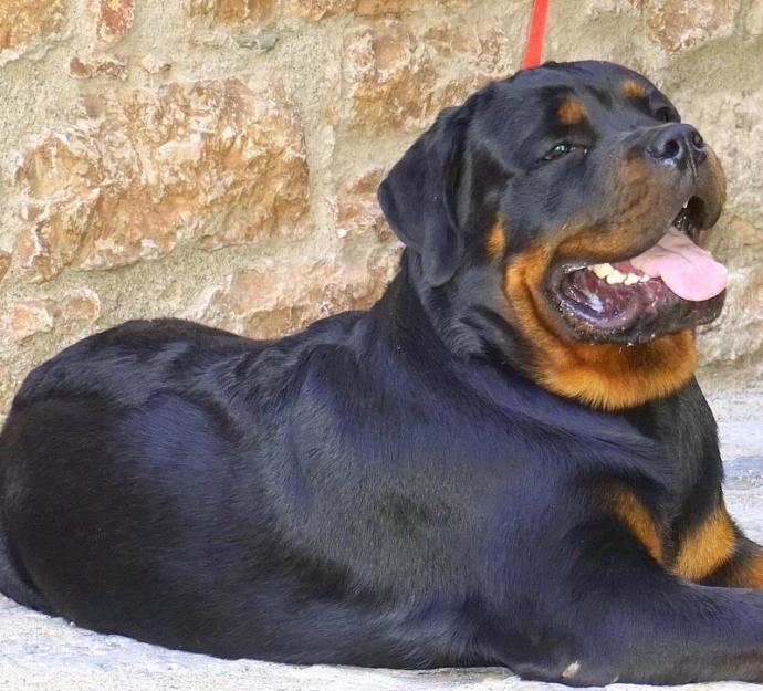 Is a Rottweiler more deadlier than a Pitbull?