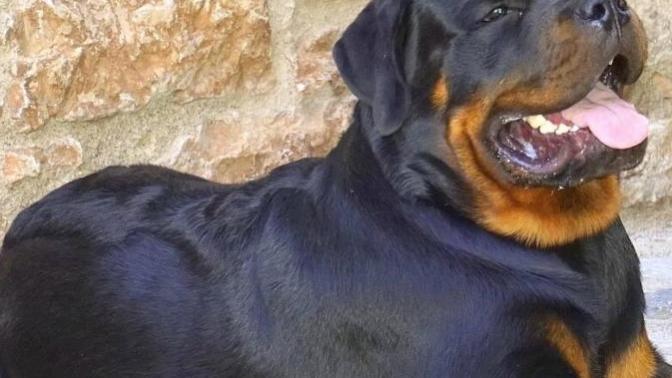 Is a Rottweiler more deadlier than a Pitbull?