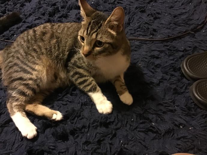 Give two truths and a lie and let us guess which one is not true?