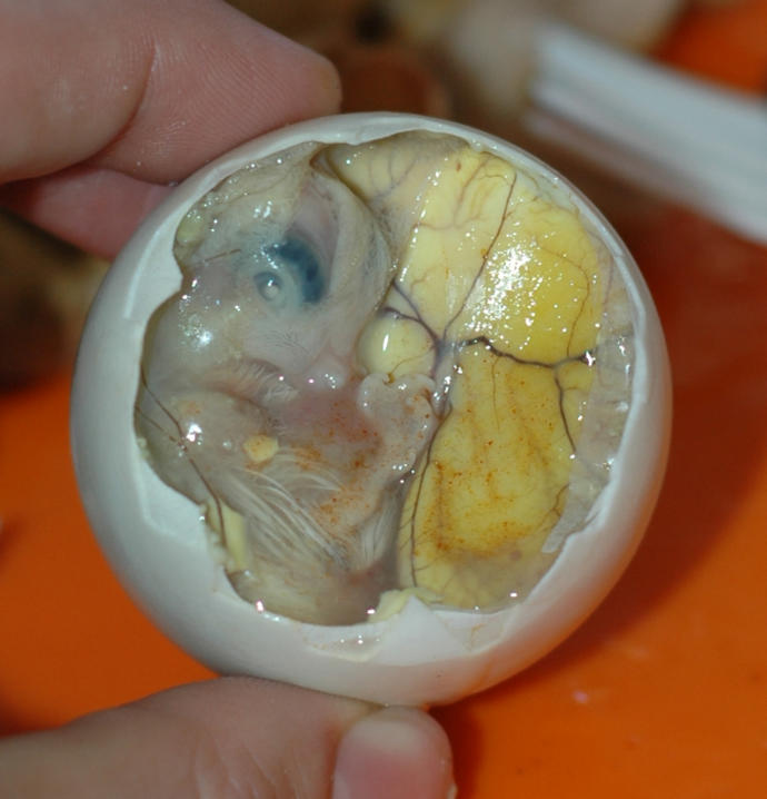 Would you eat a fetal egg?